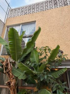 fachada interna casa